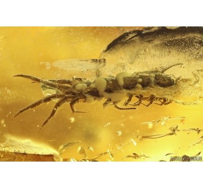 Centipede Lithobiidae. Fossil insect in Baltic amber #11975