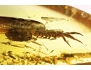 Centipede Lithobiidae. Fossil insect in Baltic amber #11975