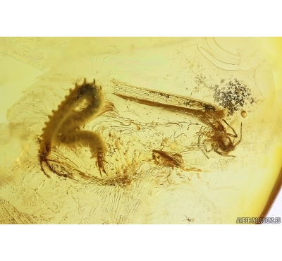 Centipede Geophilidae, Spider and More. Fossil inclusions Ukrainian Rovno amber #11976R