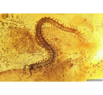 Long 11mm Centipede Chilopoda Geophilidae. Fossil inclusion in Baltic amber #11978