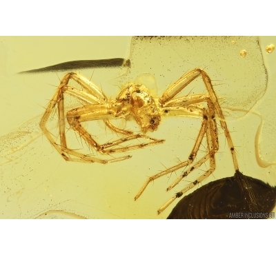 Spider Araneae. Fossil inclusion Baltic amber #11979