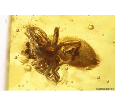 Nice Jumping Spider Salticidae. Fossil inclusion in Baltic amber #11980