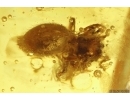 Nice Jumping Spider Salticidae. Fossil inclusion in Baltic amber #11980