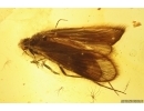 Nice Caddisfly Trichoptera. Fossil insect in Baltic amber #11981