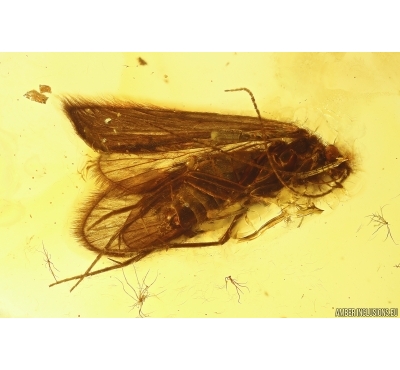 Nice Caddisfly Trichoptera. Fossil insect in Baltic amber #11981