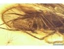 Nice Caddisfly Trichoptera. Fossil insect in Baltic amber #11981