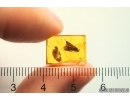 Nice Caddisfly Trichoptera. Fossil insect in Baltic amber #11981