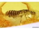 Termite Isoptera. Fossil inclusion in Baltic amber #11990