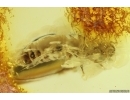 Termite Isoptera. Fossil inclusion in Baltic amber #11990