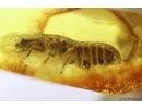 Termite Isoptera. Fossil inclusion in Baltic amber #11990