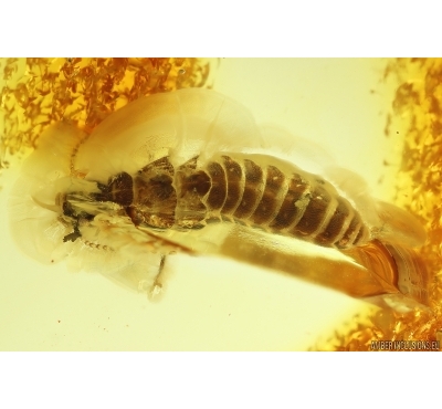 Termite Isoptera. Fossil inclusion in Baltic amber #11990