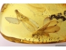 Two Very Nice Big Termites Isoptera. Fossil inclusions Baltic amber #11991