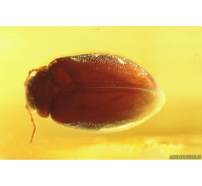 Marsh Beetle Scirtidae. Fossil insect in Ukrainian Rovno amber #11993R