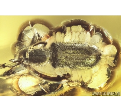 Checkered beetle Cleridae. Fossil insect in Baltic amber #11998R