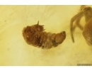 Rare Beetle Larva Coleoptera and Spider Araneae. Fossil inclusions in Baltic amber #12003