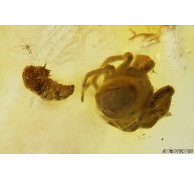 Rare Beetle Larva Coleoptera and Spider Araneae. Fossil inclusions in Baltic amber #12003