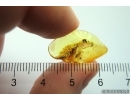 Unknown Larva. Fossil insect in Baltic amber #12006