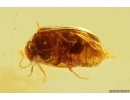 Nice Marsh Beetle Scirtidae. Fossil insect in Baltic amber #12011