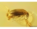 False Flower Beetle Scraptiidae. Fossil insect in Baltic amber #12012