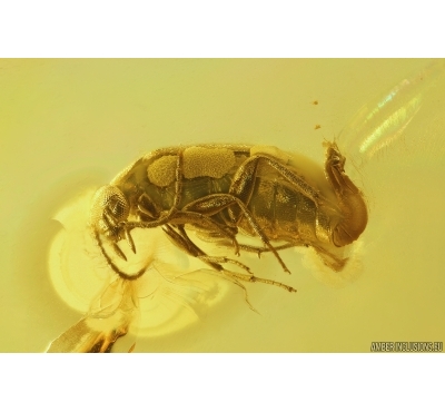 False Flower Beetle Scraptiidae. Fossil insect in Baltic amber #12012