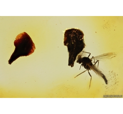 True midge Chironomidae and Two Pine Cone fragments. Fossil inclusions in Baltic amber #12015