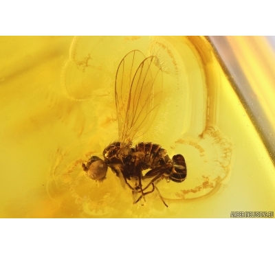 Nice rare fly Empidoidea: Dolichopodidae: Parathalassiinae. Fossil inclusion in Baltic amber #12022