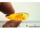 Nice rare fly Empidoidea: Dolichopodidae: Parathalassiinae. Fossil inclusion in Baltic amber #12022