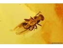 Many rare flies Empidoidea: Dolichopodidae: Parathalassiinae. Fossil inclusions in Baltic amber #12023