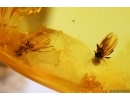 Many rare flies Empidoidea: Dolichopodidae: Parathalassiinae. Fossil inclusions in Baltic amber #12023