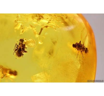 Many rare flies Empidoidea: Dolichopodidae: Parathalassiinae. Fossil inclusions in Baltic amber #12023