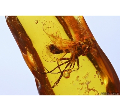 Dance fly Empididae. Fossil inclusion in Baltic amber #12024