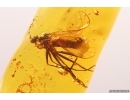 Dance fly Empididae. Fossil inclusion in Baltic amber #12024