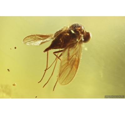 Two Snipe Flies Rhagionidae and Ant Hymenoptera. Fossil insects in Baltic amber #12025