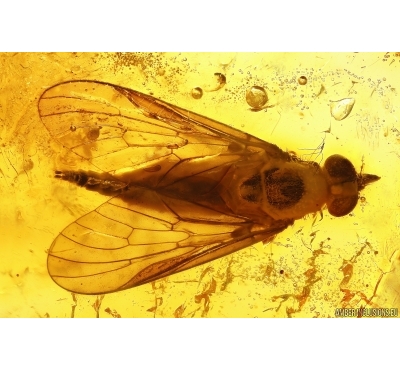 Nice Snipe Fly Rhagionidae. Fossil insect in Baltic amber #12026