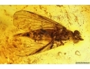 Nice Snipe Fly Rhagionidae. Fossil insect in Baltic amber #12026