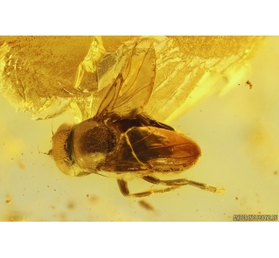 Scuttle Fly Phoridae. Fossil insect Ukrainian Rovno amber #12028R