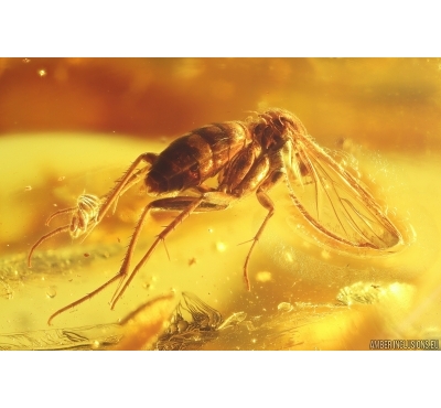 Fungus gnat Mycetophilidae with Eggs. Fossil insect in Baltic amber #12029