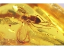Fungus gnat Mycetophilidae with Eggs. Fossil insect in Baltic amber #12029