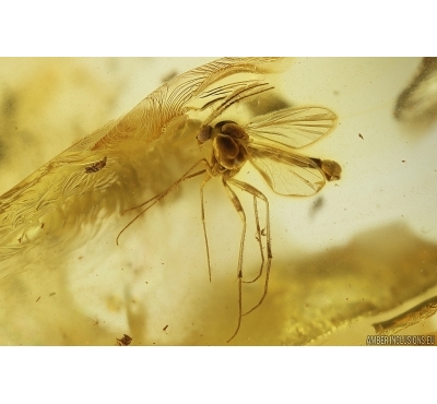 Nice Fungus gnat Keroplatidae. Fossil insect in Ukrainian Rovno amber #12030R