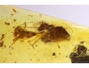 Cricket Orthoptera. Fossil insect in Baltic amber #12031