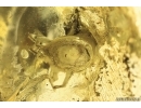 Big Mite Acari. Fossil insect Ukrainian Rovno amber #12032R