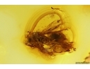 Wasp Hymenoptera, Bug and Mites. Fossil inclusions Baltic amber #12033