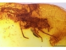 Wasp Hymenoptera, Bug and Mites. Fossil inclusions Baltic amber #12033