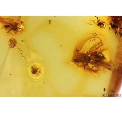 Wasp Hymenoptera, Bug and Mites. Fossil inclusions Baltic amber #12033