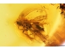 Wasp Hymenoptera, Bug and Mites. Fossil inclusions Baltic amber #12033