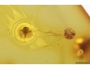 Wasp Hymenoptera, Bug and Mites. Fossil inclusions Baltic amber #12033