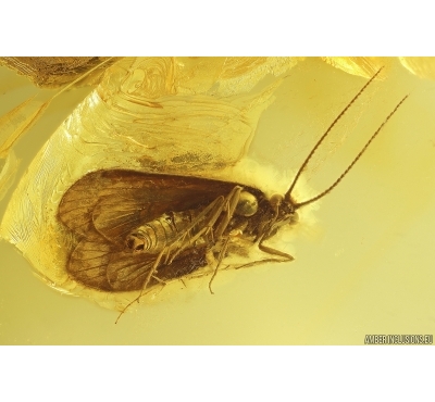 Nice Caddisfly Trichoptera. Fossil insect in Ukrainian Rovno amber #12034R