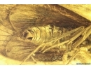 Nice Caddisfly Trichoptera. Fossil insect in Ukrainian Rovno amber #12034R