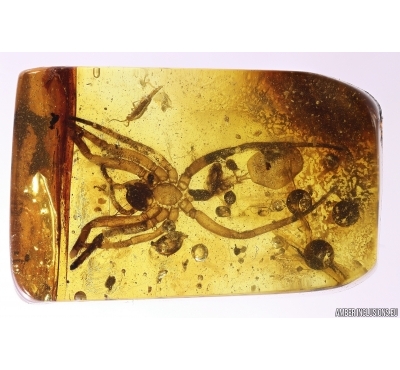 Big 12mm Spider Exuviae. Fossil inclusion in Baltic amber stone#12036