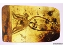 Big 12mm Spider Exuviae. Fossil inclusion in Baltic amber stone#12036
